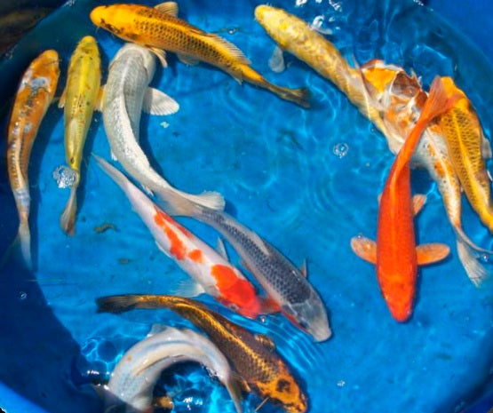 Understanding Koi Grades: Decorative vs. Select vs. Premium