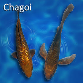 Chagoi Koi: The Gentle Giant of the Pond