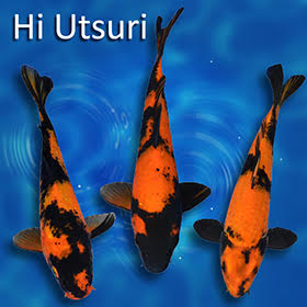 Utsuri Koi: Bold Contrasts and Striking Beauty