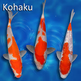 Kohaku Koi: The Crown Jewel of the Pond