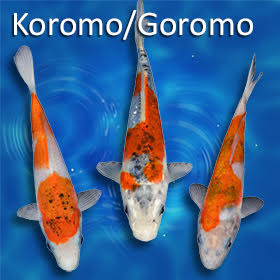 Goromo Koi: The Robed Beauty of the Koi World