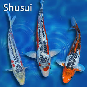 Shusui Koi: The Doitsu Descendant of Asagi
