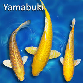 The Golden Gem of the Pond: Meet the Yamabuki Ogon Koi