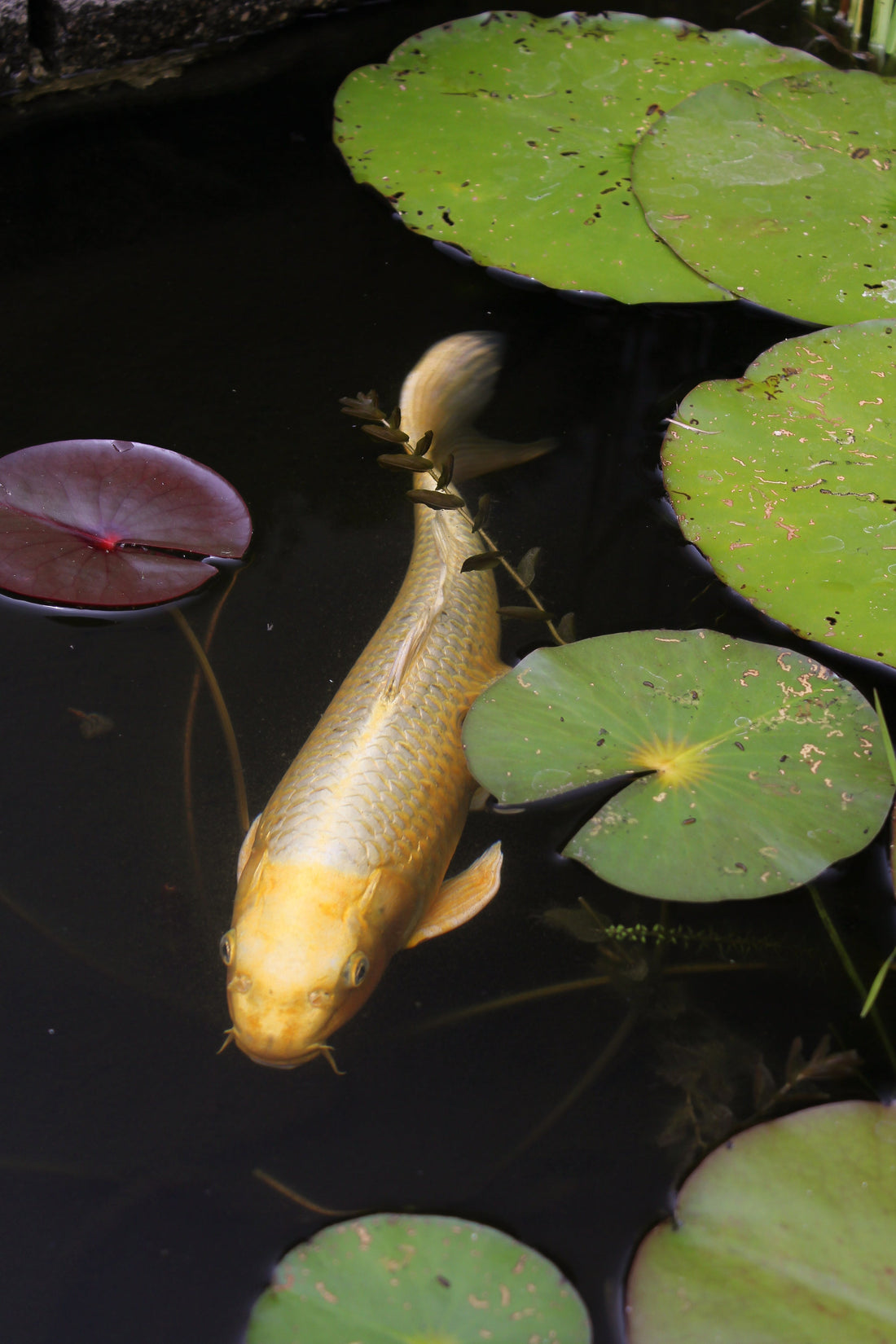The Beauty and Grace of Koi Fish