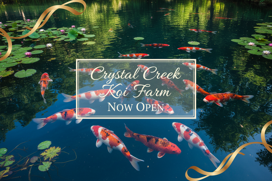 Grand Opening: Crystal Creek Koi Farm Is Now Live!