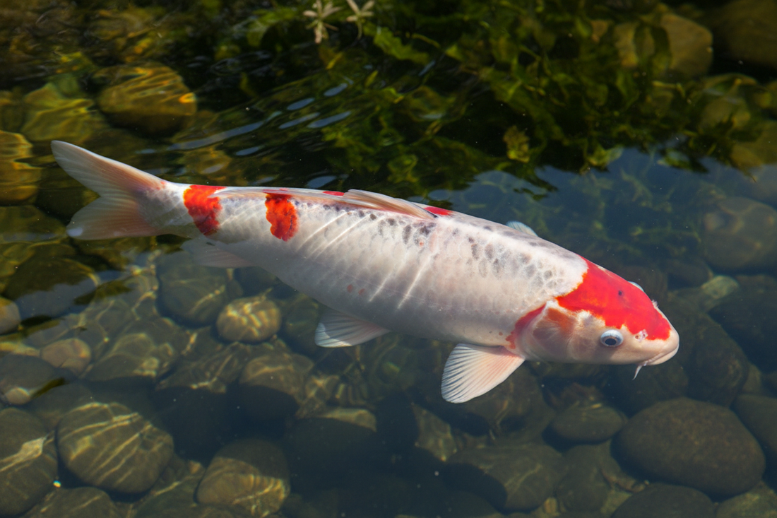 Doitsu Koi: The Sleek, Scale-Free Beauty of the Pond