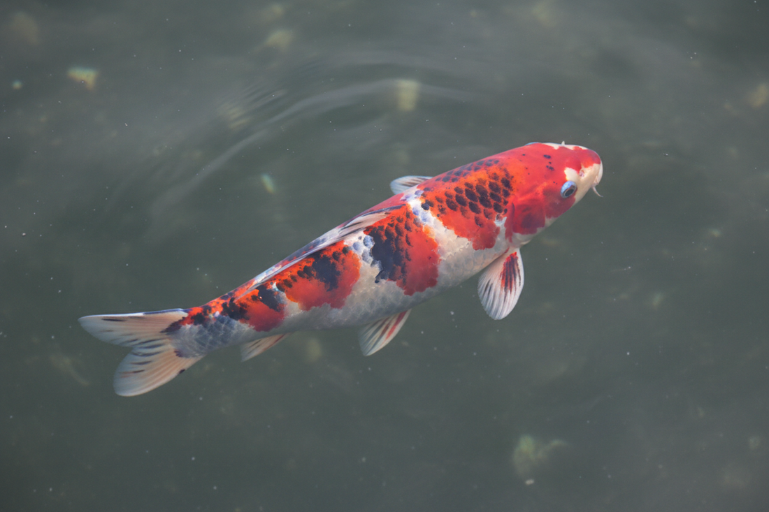 Goshiki Koi: Five Colors in Perfect Harmony