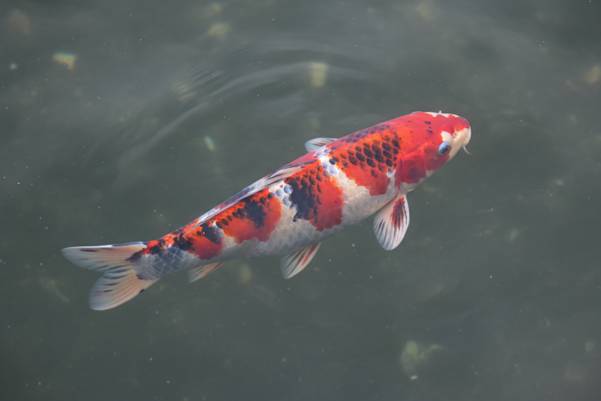 Goshiki koi — five-color patterned koi fish with deep reticulated scales in a garden pond