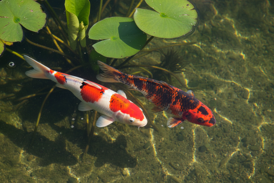 Kohaku and Taisho Sanke koi swimming side by side showing pattern differences in a garden pond