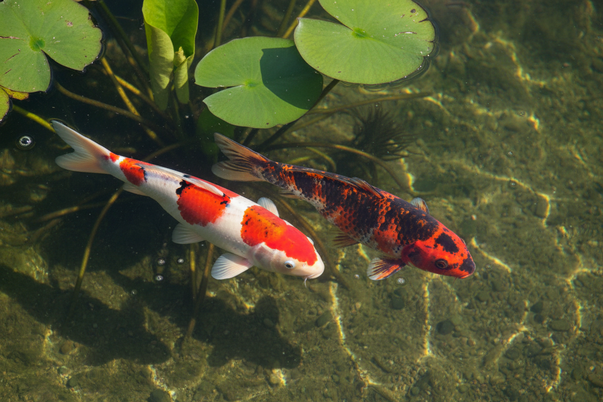 Kohaku and Taisho Sanke koi swimming side by side showing pattern differences in a garden pond