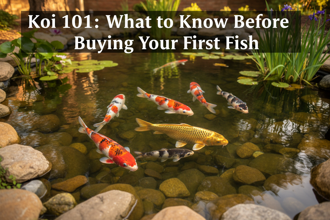 Beginner koi keeper looking at colorful koi fish swimming in a backyard garden pond