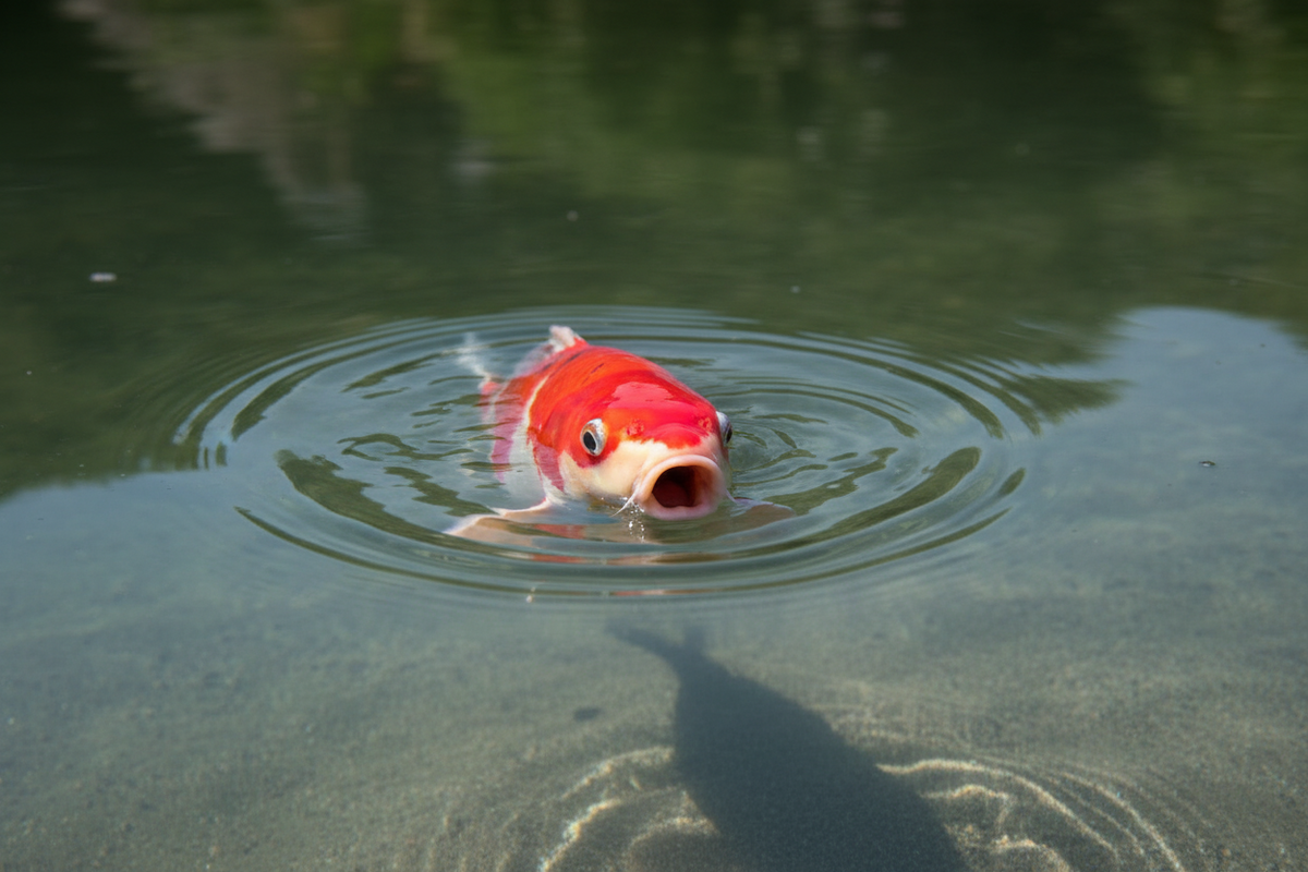 Koi fish gasping at the water surface in a pond indicating low oxygen or water quality issues