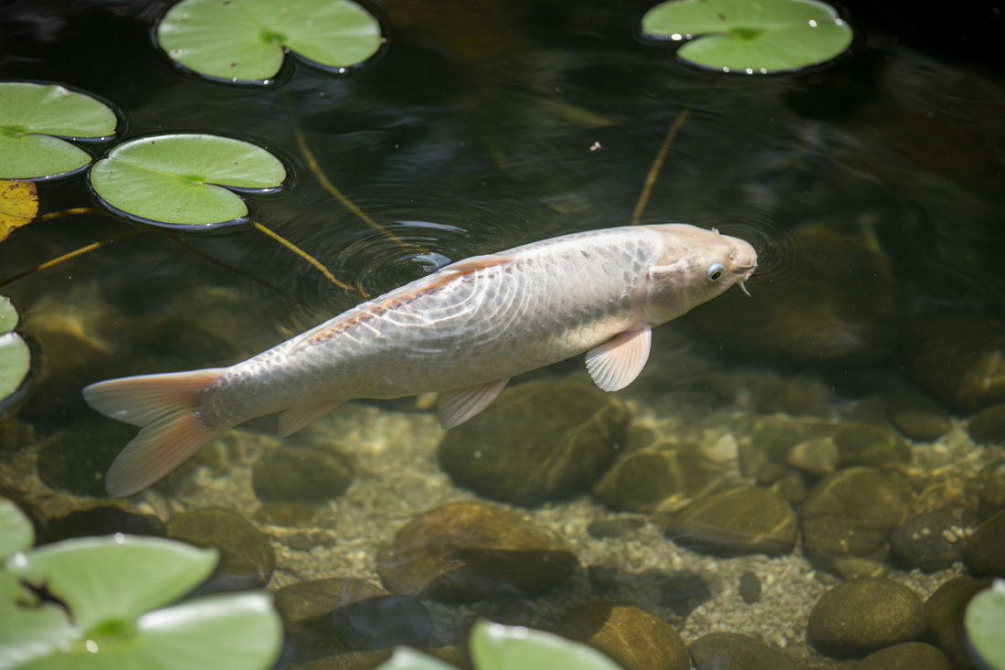 Platinum Ogon koi with brilliant metallic white scales glowing in a clear garden pond