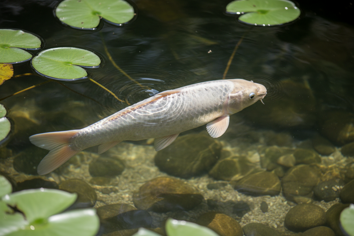 Platinum Ogon koi with brilliant metallic white scales glowing in a clear garden pond
