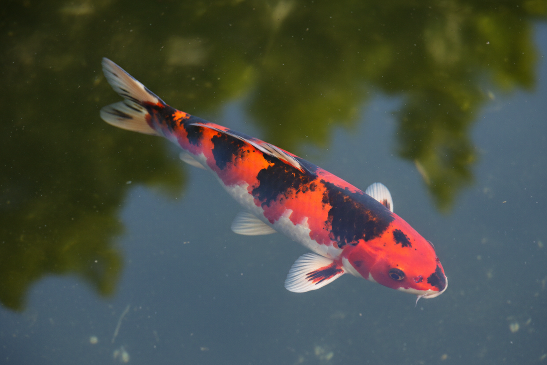 Showa Koi: Bold, Dramatic, and Unforgettable