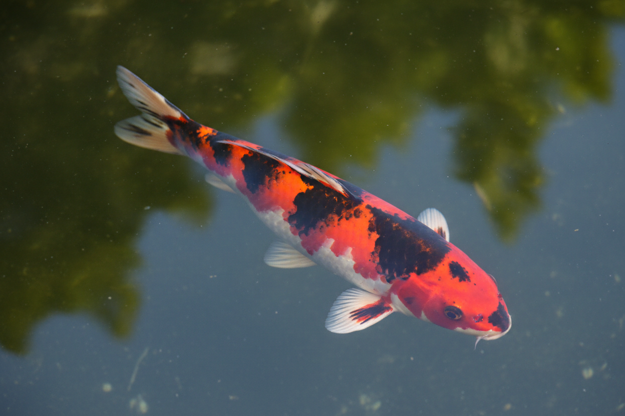 Showa Koi: Bold, Dramatic, and Unforgettable