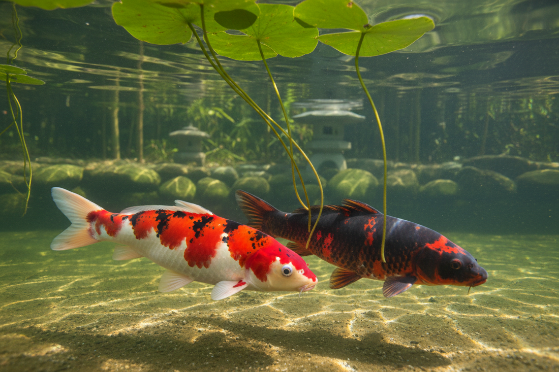 Taisho Sanke and Showa koi side by side showing the differences in black, red, and white patterning