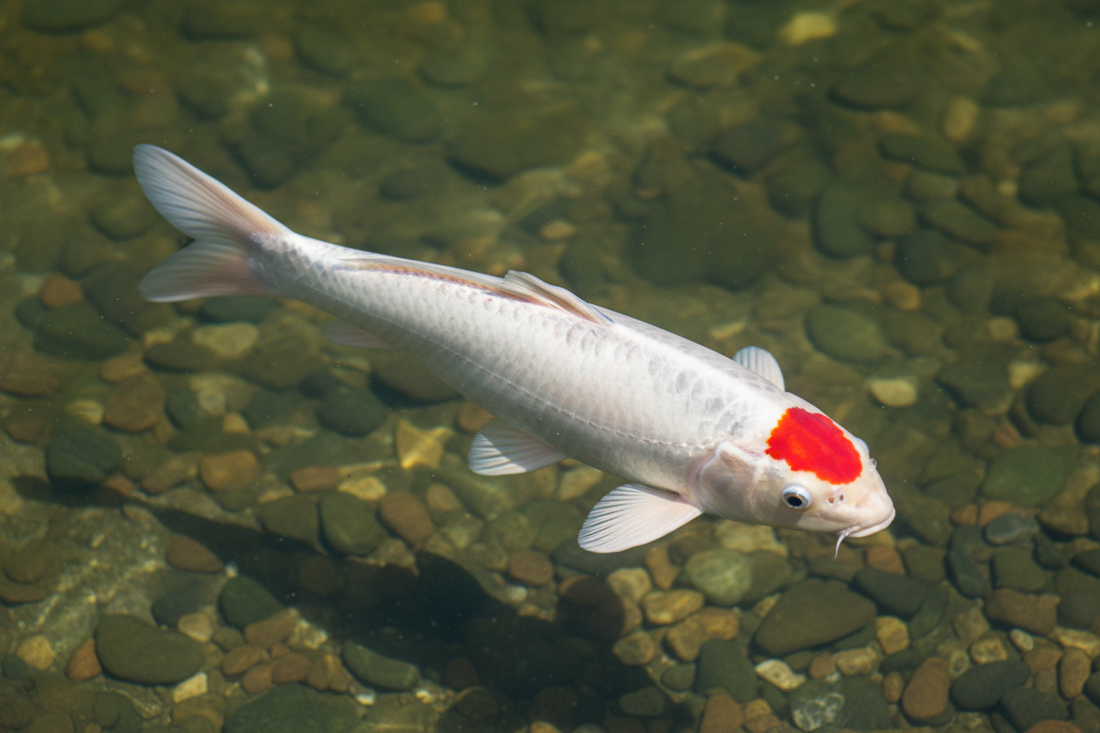 Tancho Koi: The Red Crown Jewel of the Pond