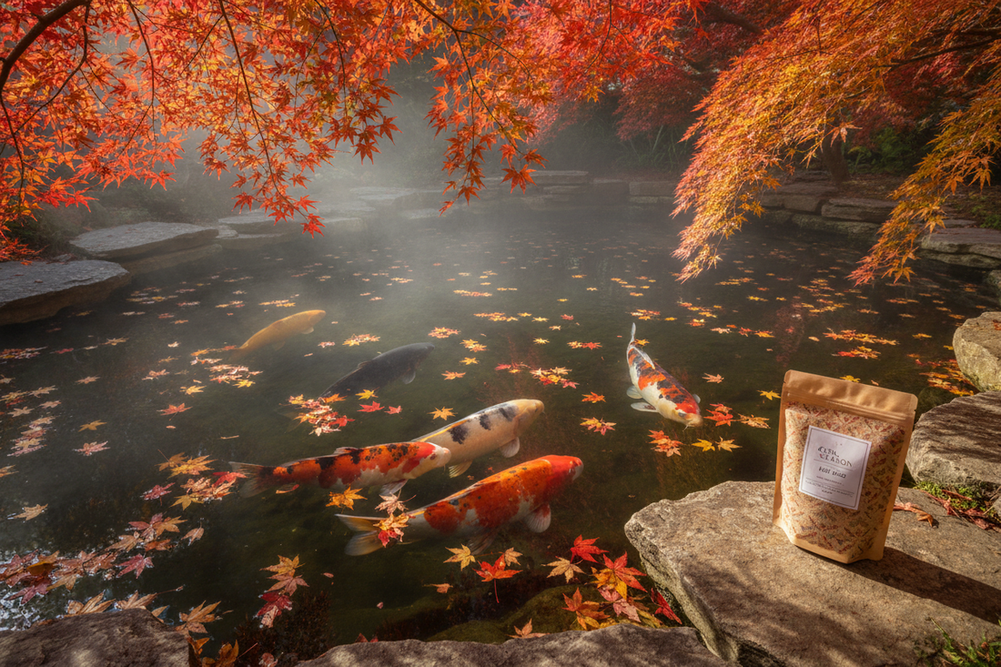 Koi fish in a pond during autumn with falling leaves as temperatures drop