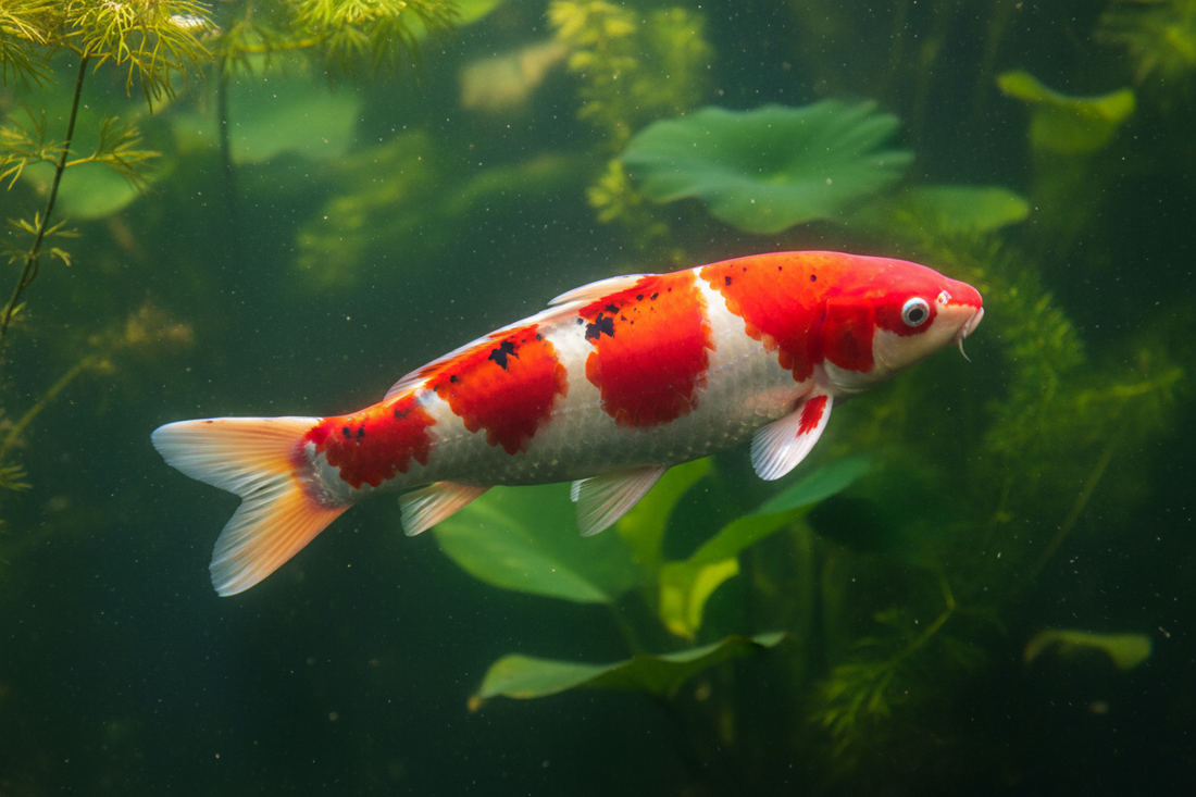 Doitsu koi with minimal scales and smooth skin swimming in a garden pond