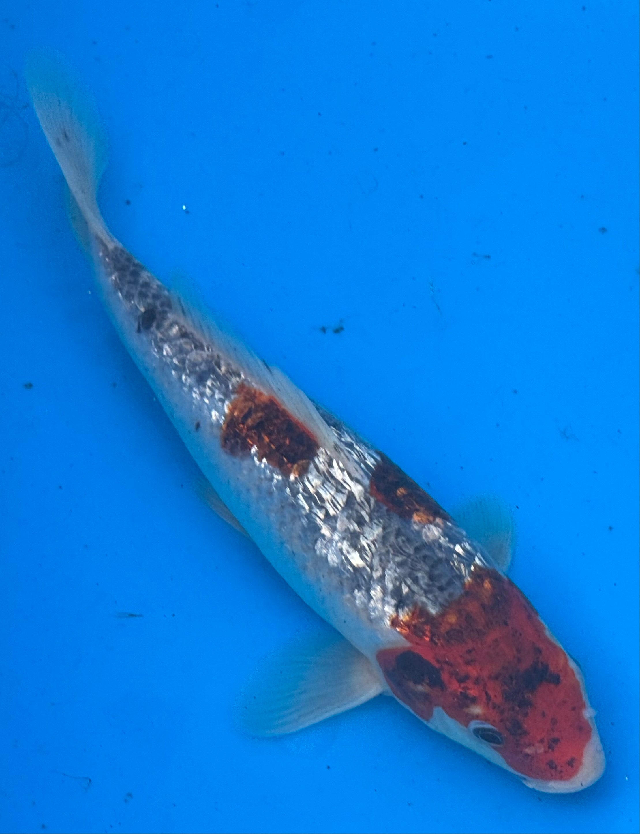 10" Showa Sanshoku Standard Fin Koi — Live Pond Fish [Premium Grade]