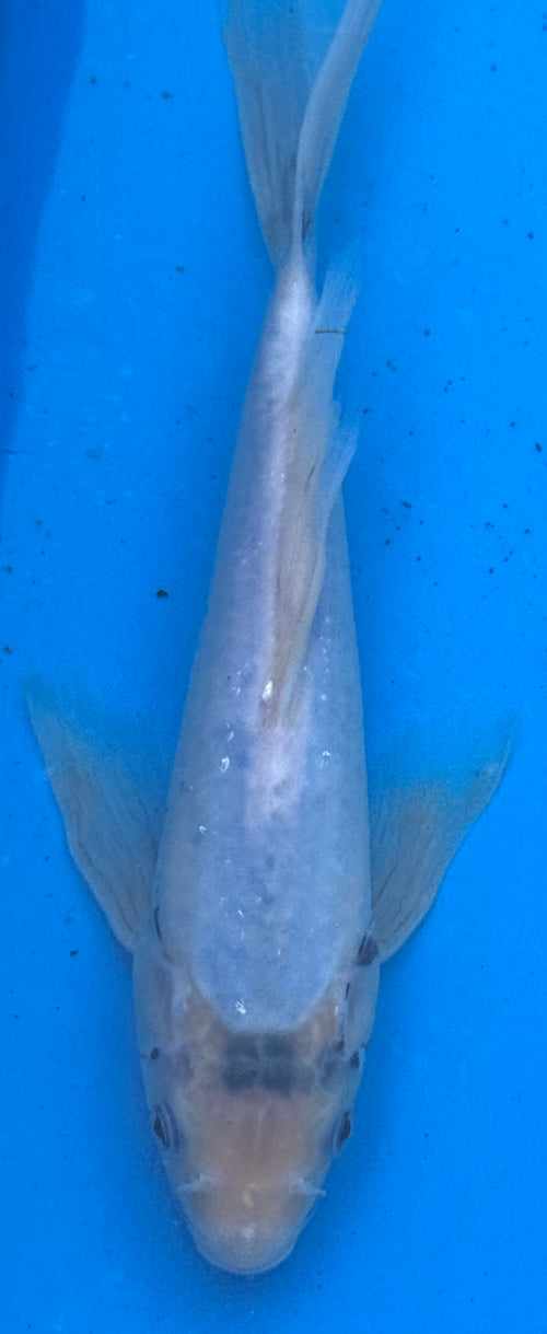 10" Blue Koi Standard Fin — Live Pond Fish [Premium Grade]