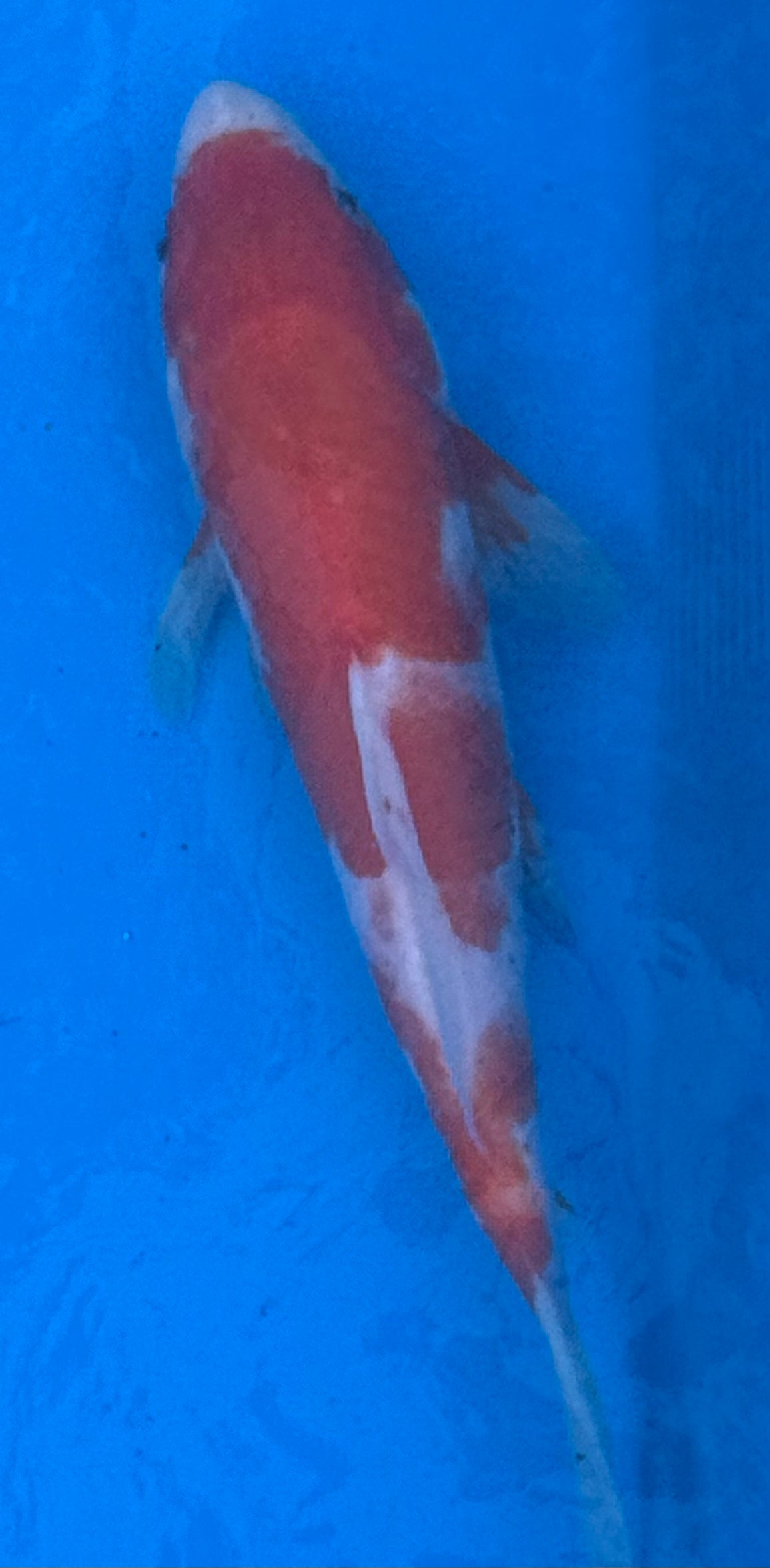 10" Kohaku Standard Fin Koi — Live Pond Fish [Premium Grade]