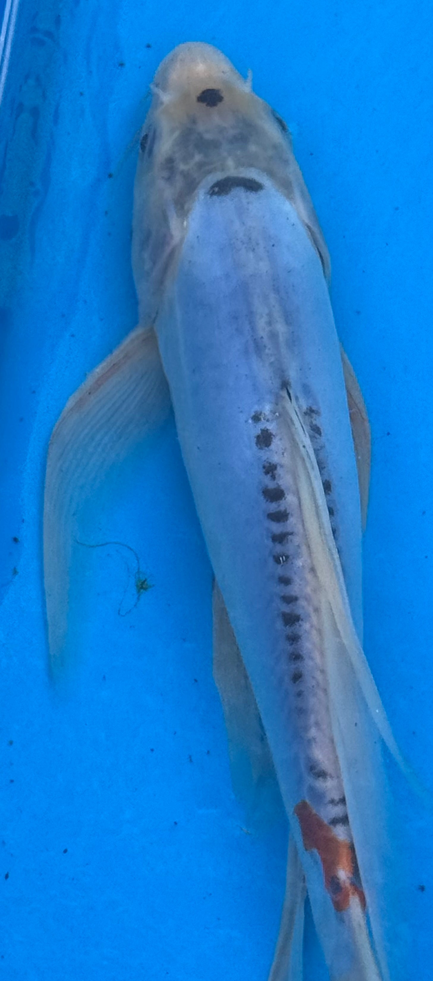 10" Blue Doitsu Kumonryu Butterfly Koi