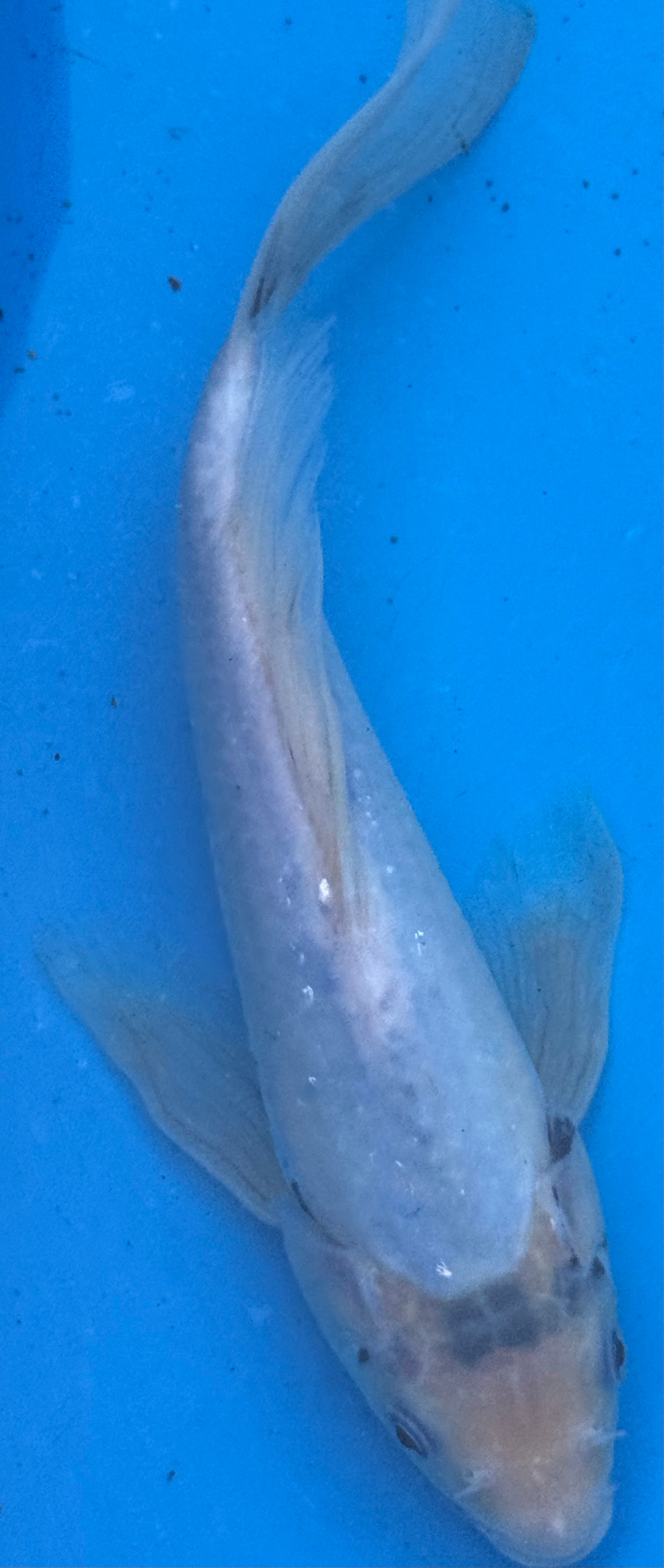 10" Blue Koi Standard Fin — Live Pond Fish [Premium Grade]