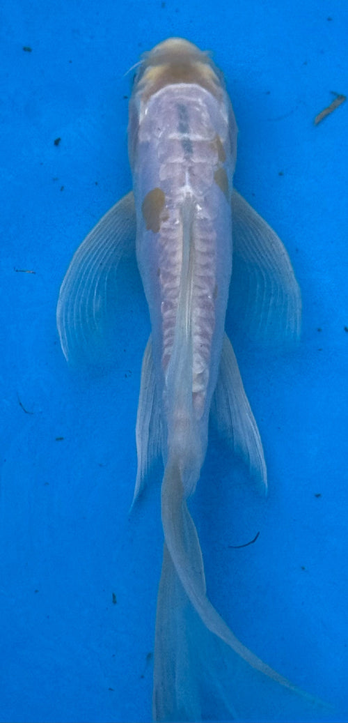 10"-12" Doitsu Hariwake Butterfly Decorative koi — second top-down view showing golden hariwake pattern and Doitsu mirror scales