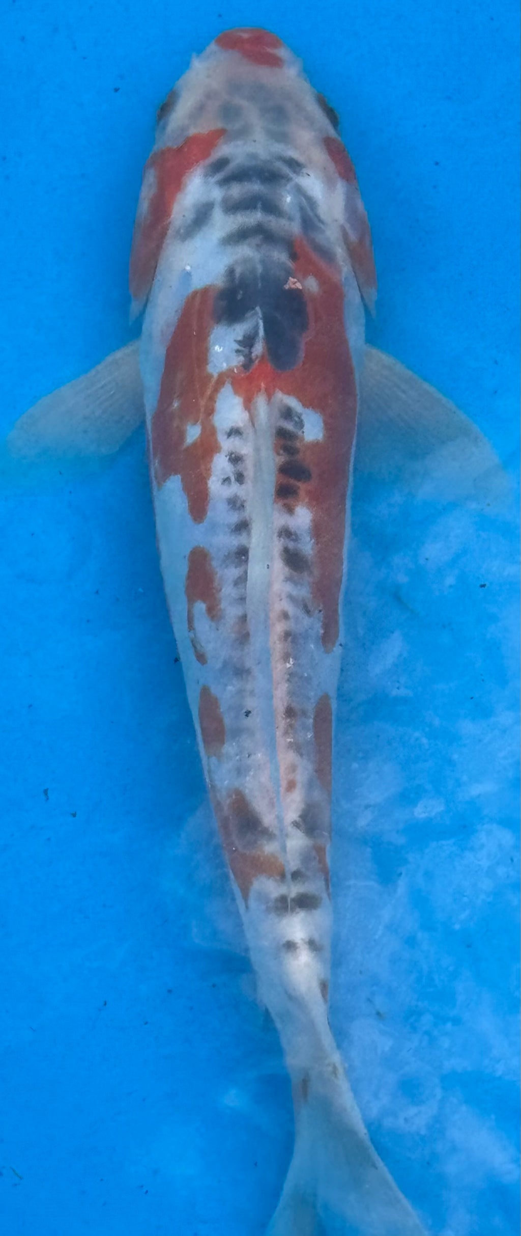 12"+ Showa Sanshoku Standard Fin Koi — Live Pond Fish [Premium Grade]