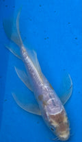 10" Blue Butterfly Fin Koi — Live Pond Fish [Select Grade]
