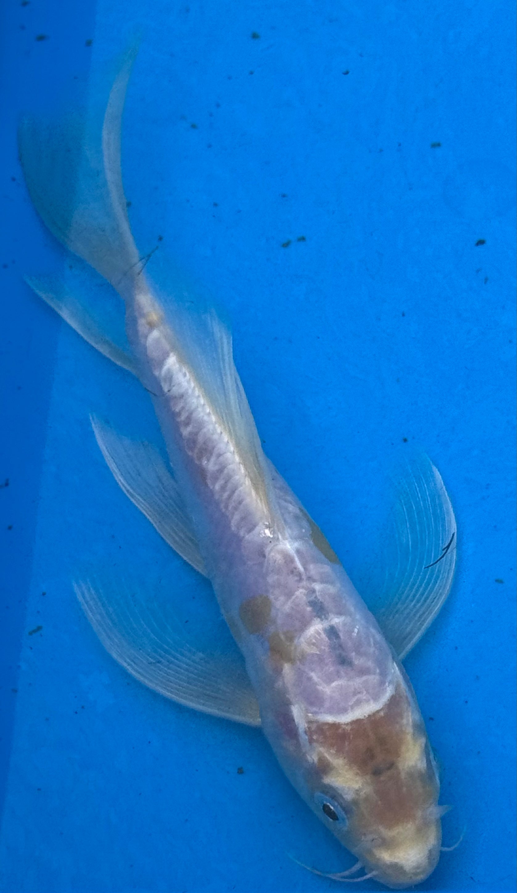 10" Blue Butterfly Fin Koi — Live Pond Fish [Select Grade]