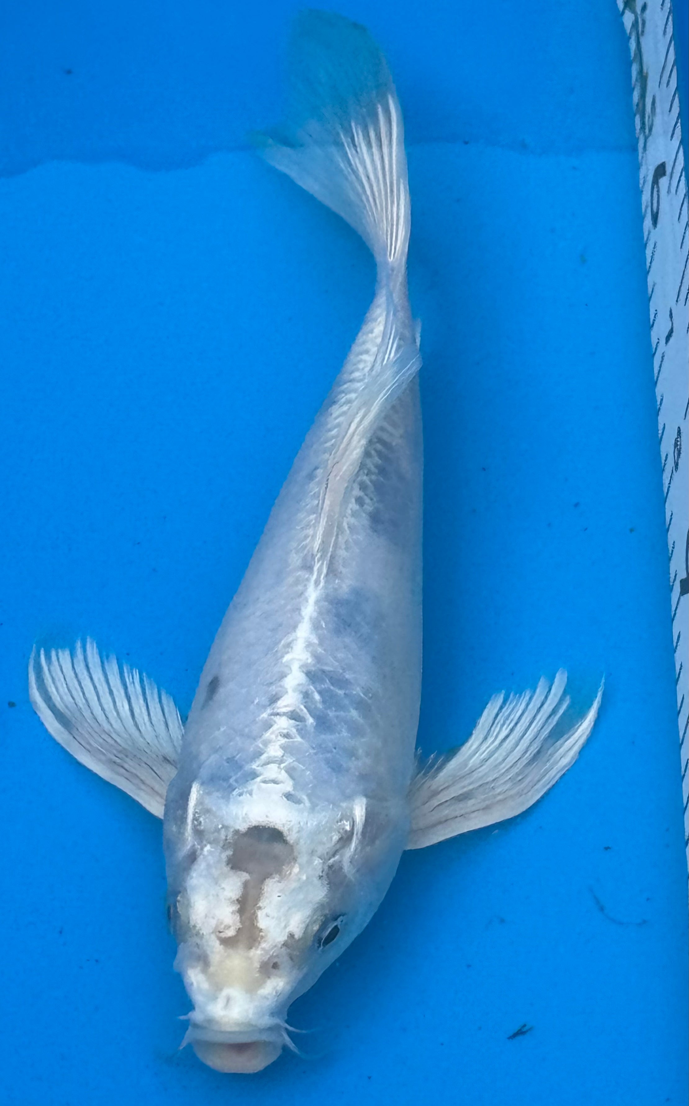 11" Kin Matsuba Standard Fin Koi — Live Pond Fish [Premium Grade]