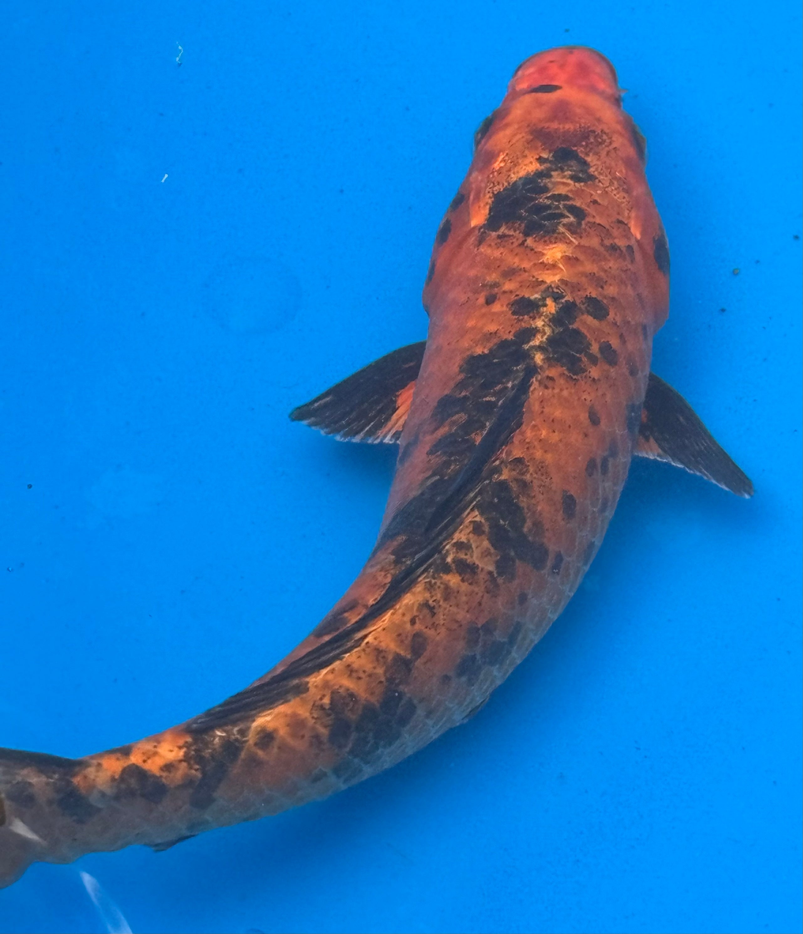 12"+ Hi Showa Standard Fin Koi — Live Pond Fish [Premium Grade]