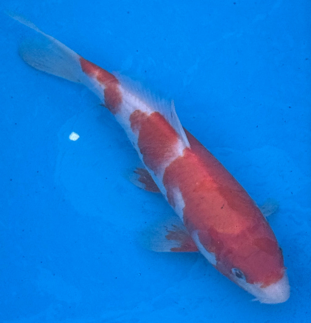 10" Kohaku Standard Fin Koi — Live Pond Fish [Premium Grade]