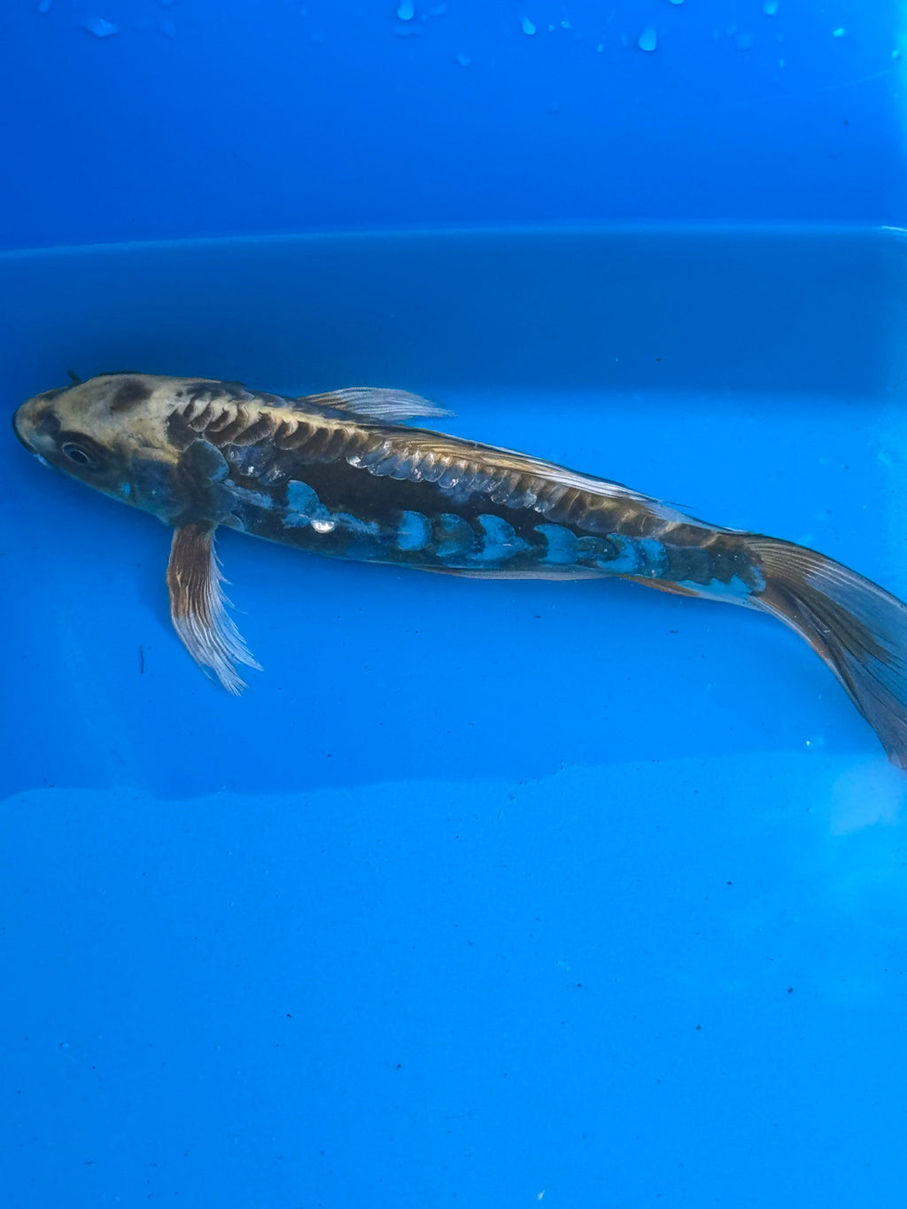 Kumonryu butterfly fin koi — side profile showing bold black sumi markings and flowing fins