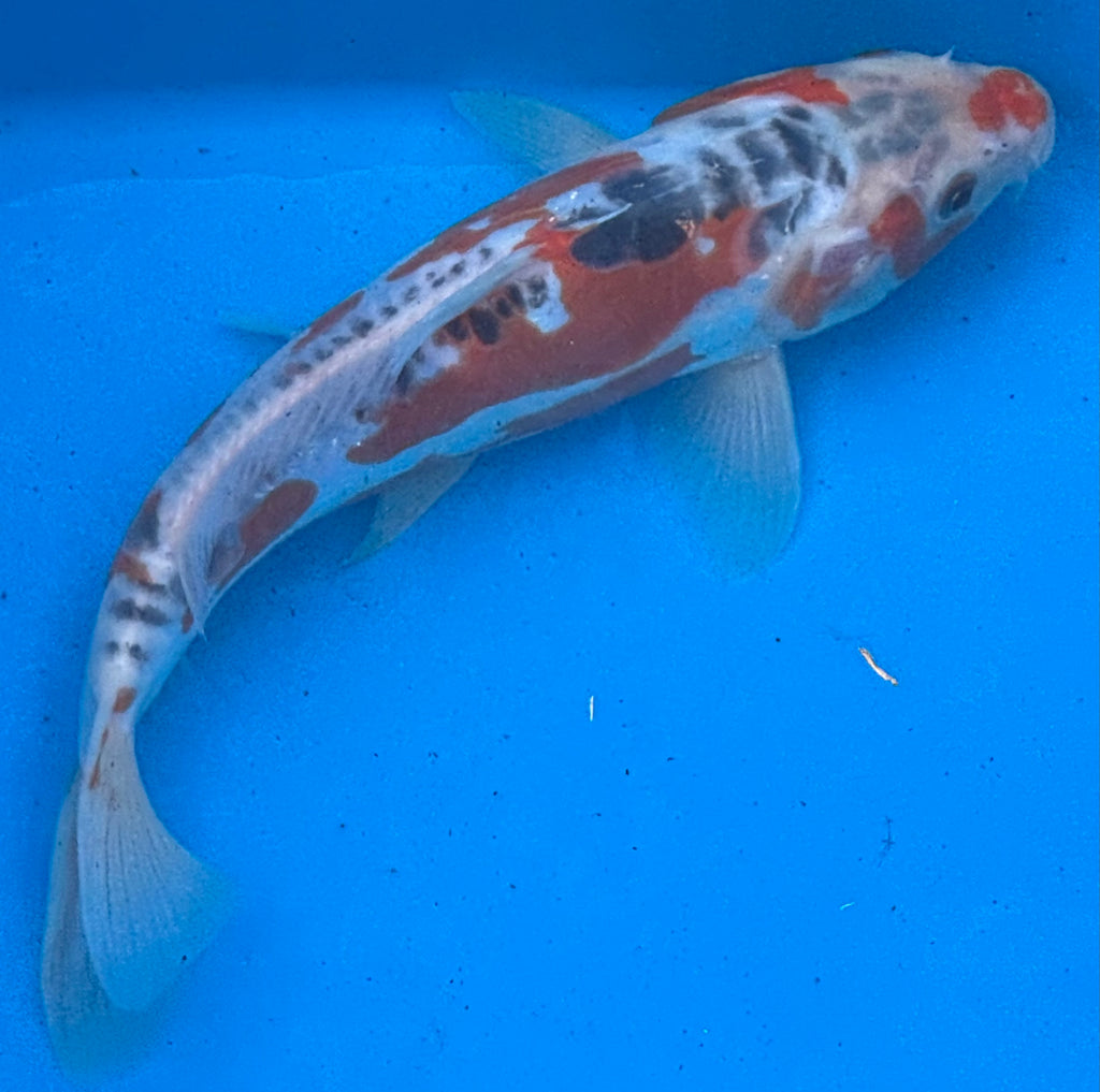 12"+ Showa Sanshoku Standard Fin Koi — Live Pond Fish [Premium Grade]