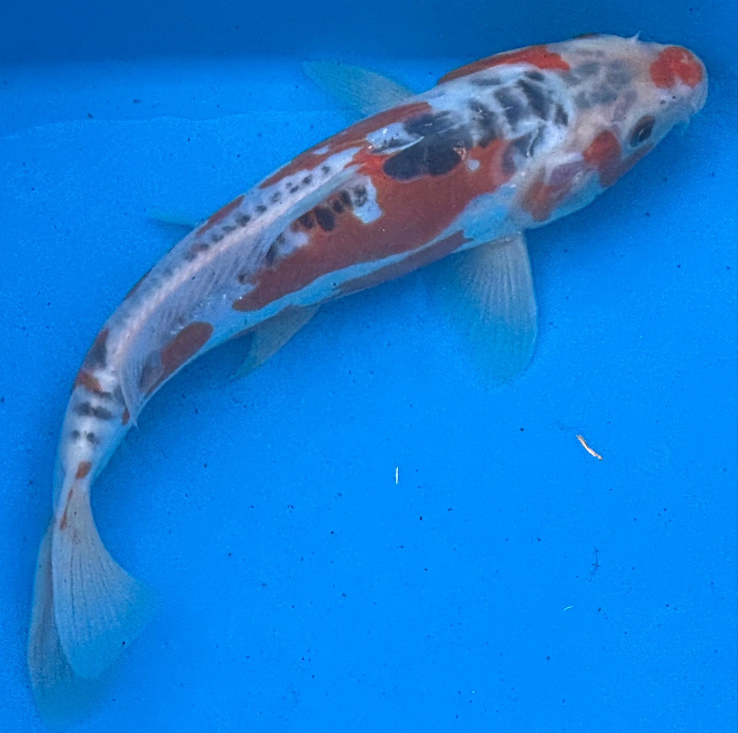 12"+ Showa Sanshoku Standard Fin Koi — Live Pond Fish [Premium Grade]