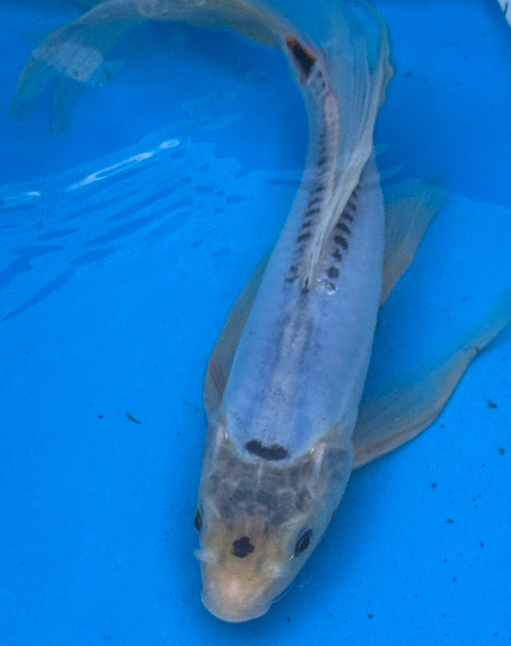 10" Blue Doitsu Kumonryu Butterfly Koi
