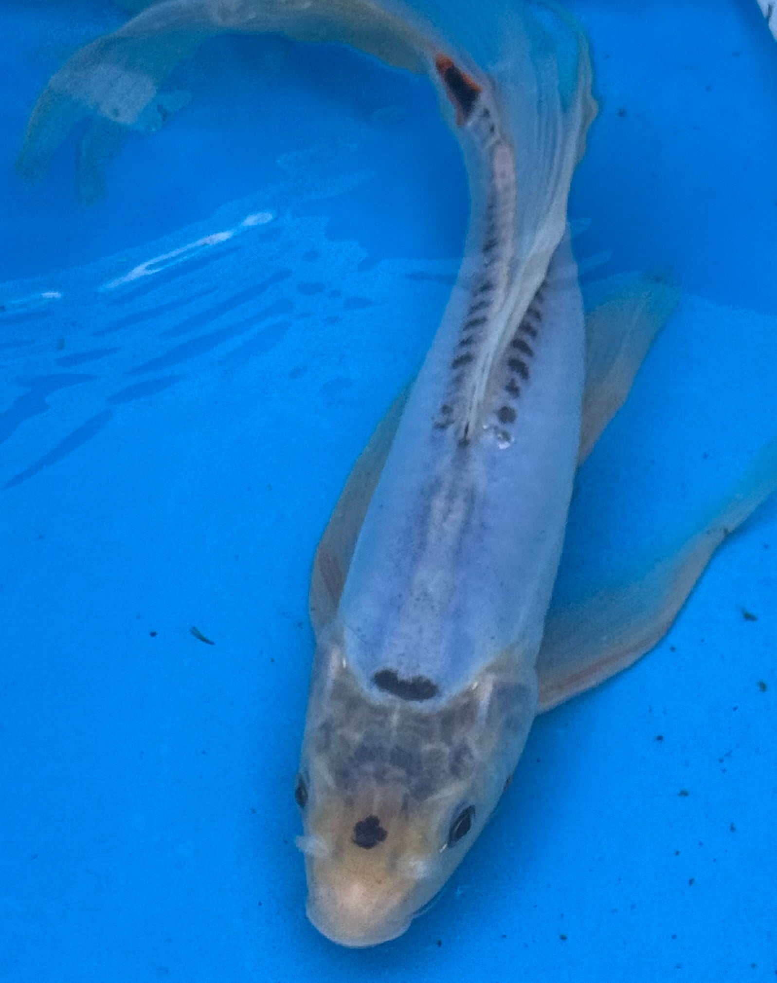 10" Blue Doitsu Kumonryu Butterfly Koi
