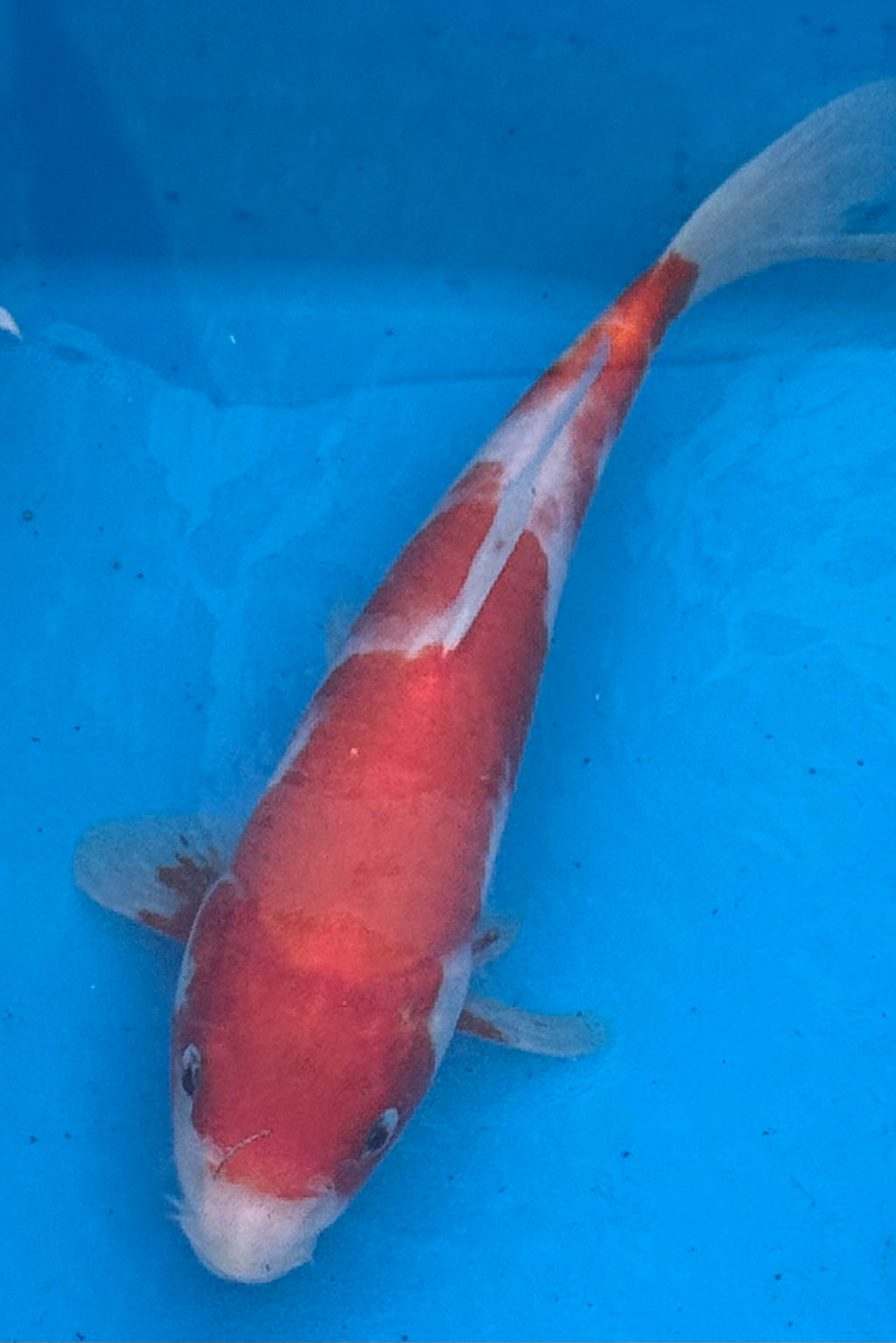 10" Kohaku Standard Fin Koi — Live Pond Fish [Premium Grade]