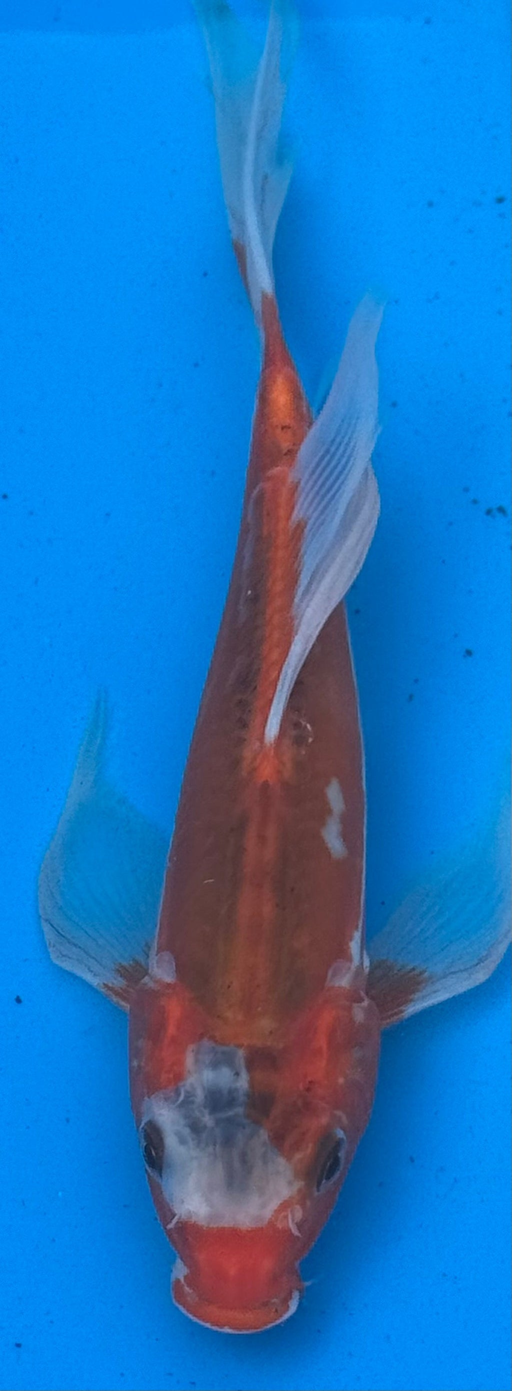 Kohaku butterfly fin koi — top-down view showing clean white base and red markings