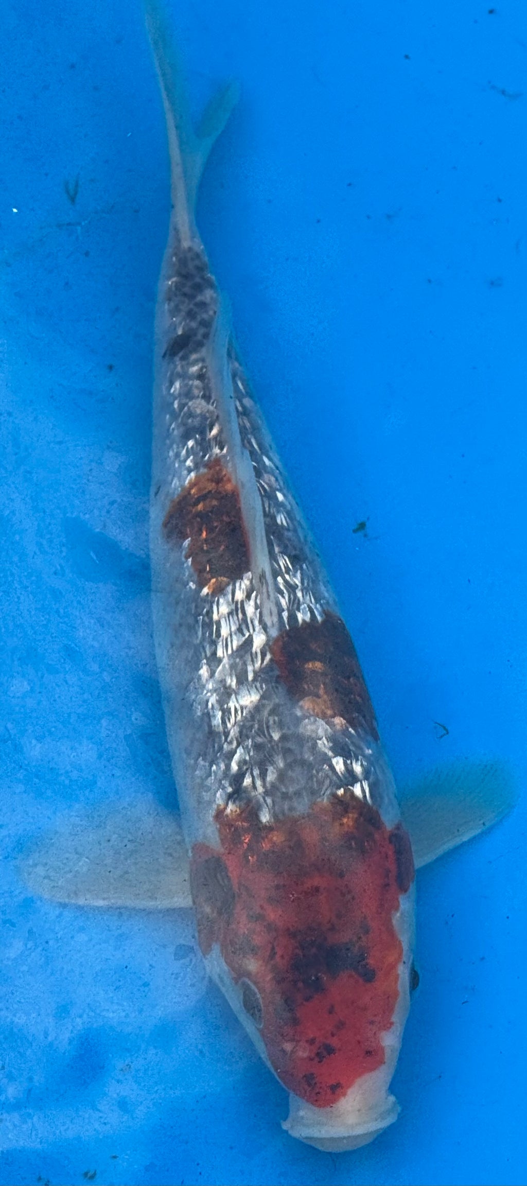 10" Showa Sanshoku Standard Fin Koi — Live Pond Fish [Premium Grade]