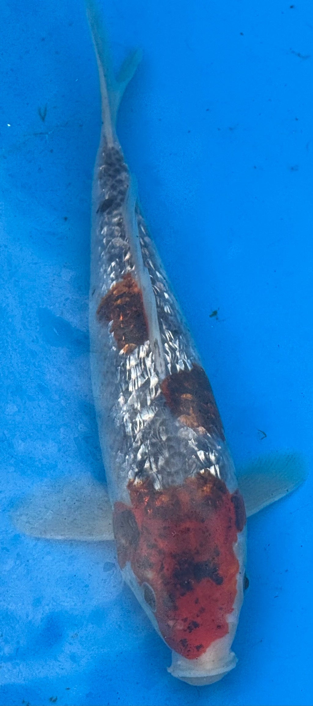 10"-12" Gin Rin Showa Select koi — second top-down view showing full body three-color Showa pattern with Gin Rin sparkle
