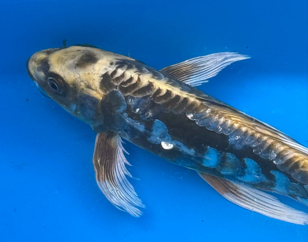 Kumonryu koi — close-up head shot showing bold sumi markings and scale detail