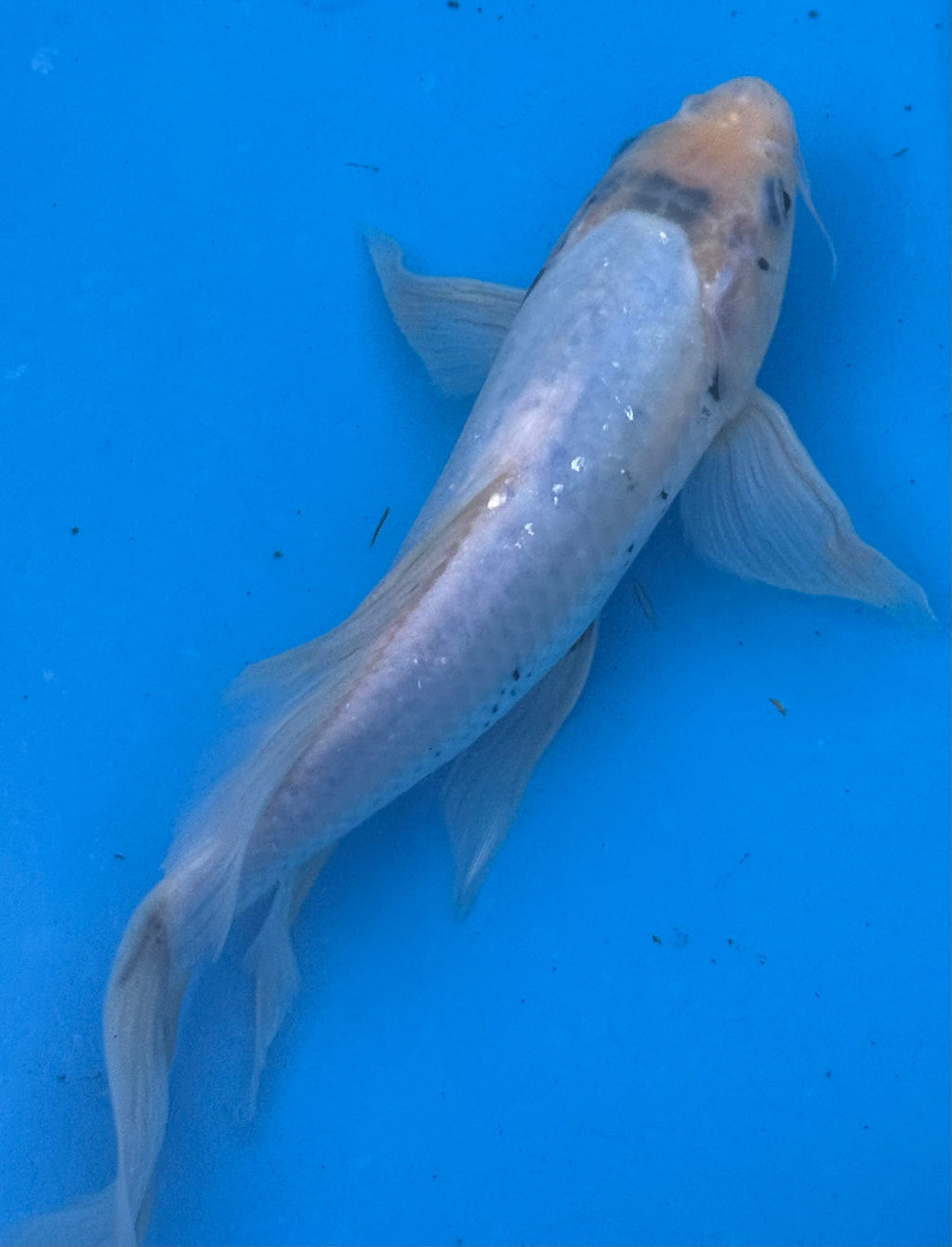 10"-12" Doitsu Hariwake Premium koi — top-down view showing luminous white body with warm golden-orange hariwake patches