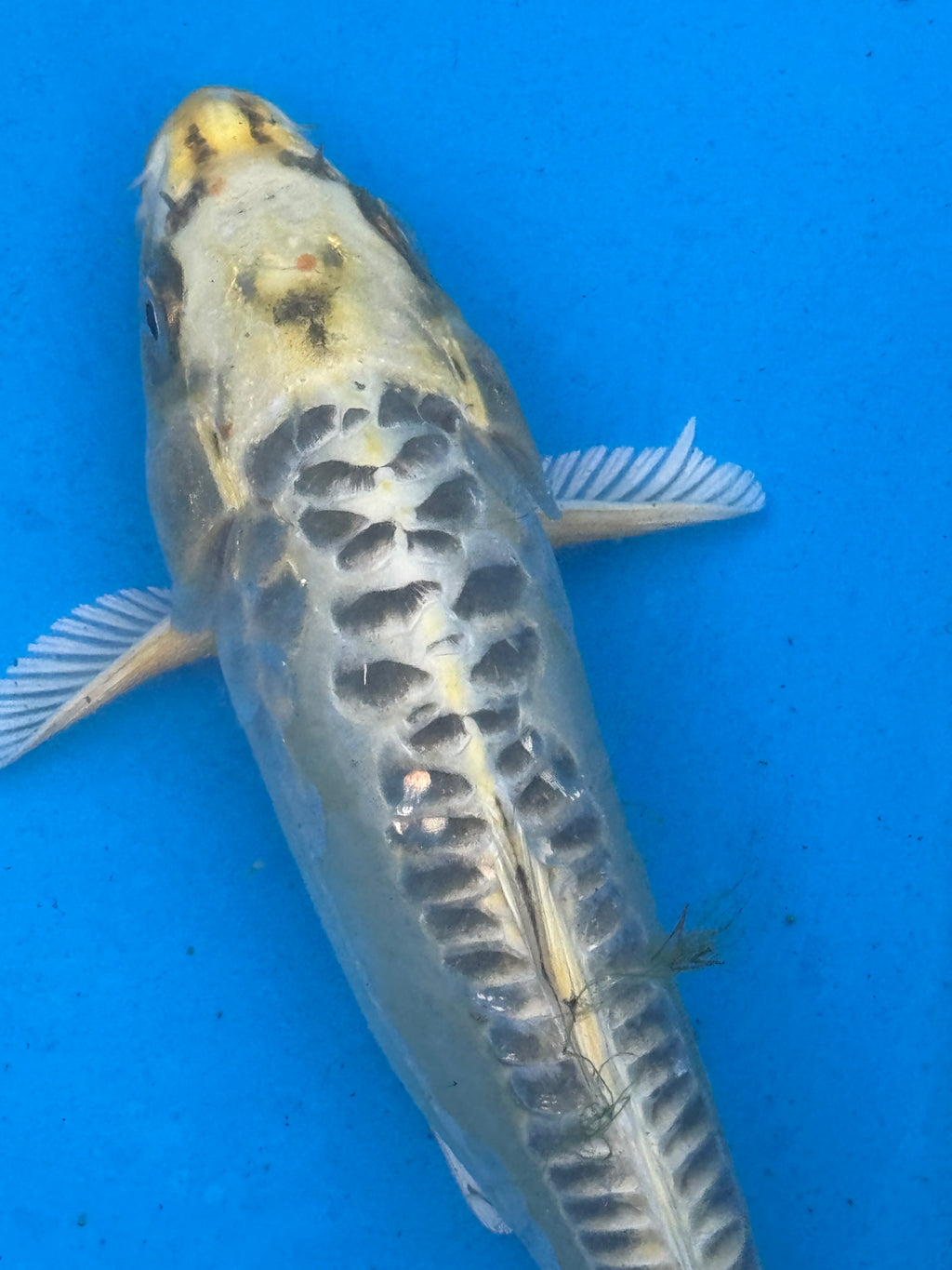 12"+ Kin Kikokuryu Standard Fin Koi — Live Pond Fish [Premium Grade]