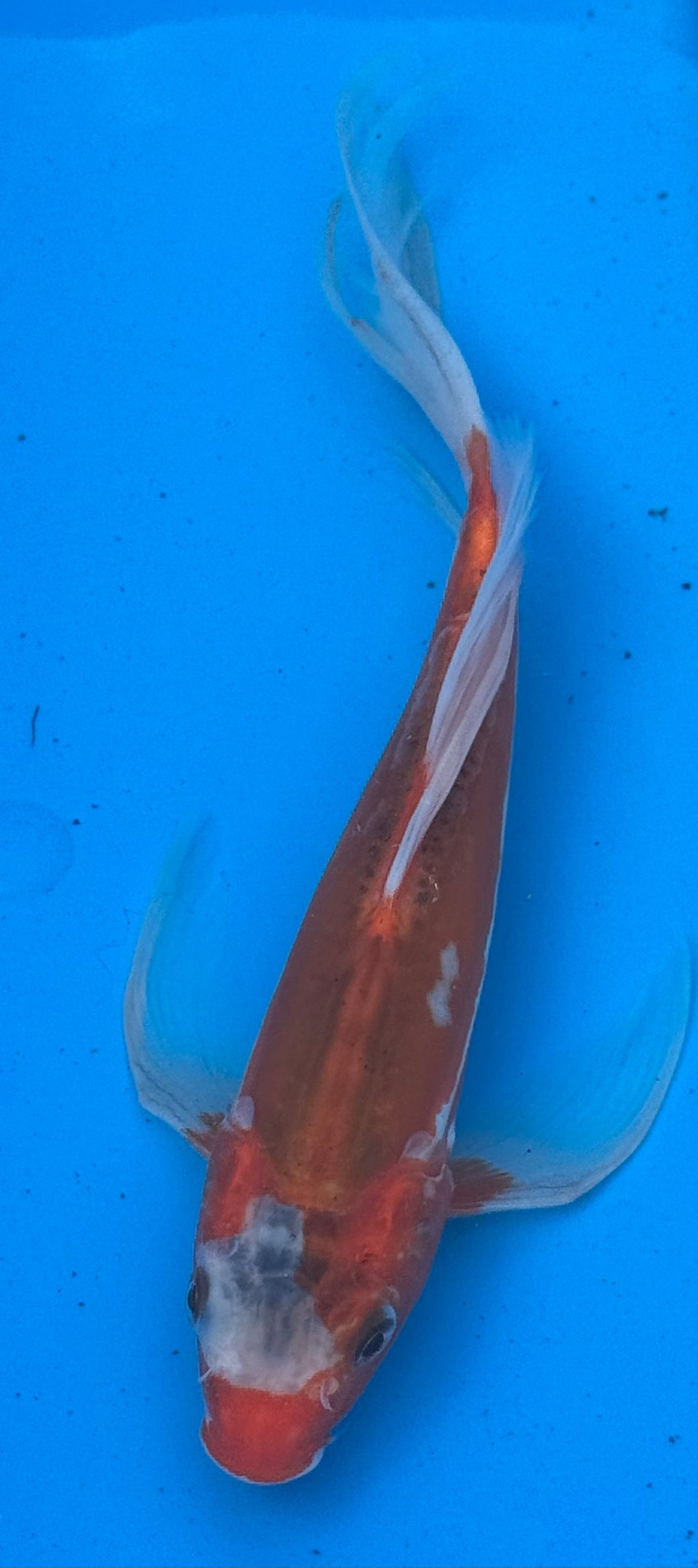 Kohaku butterfly fin koi — full body overhead shot showing fin spread