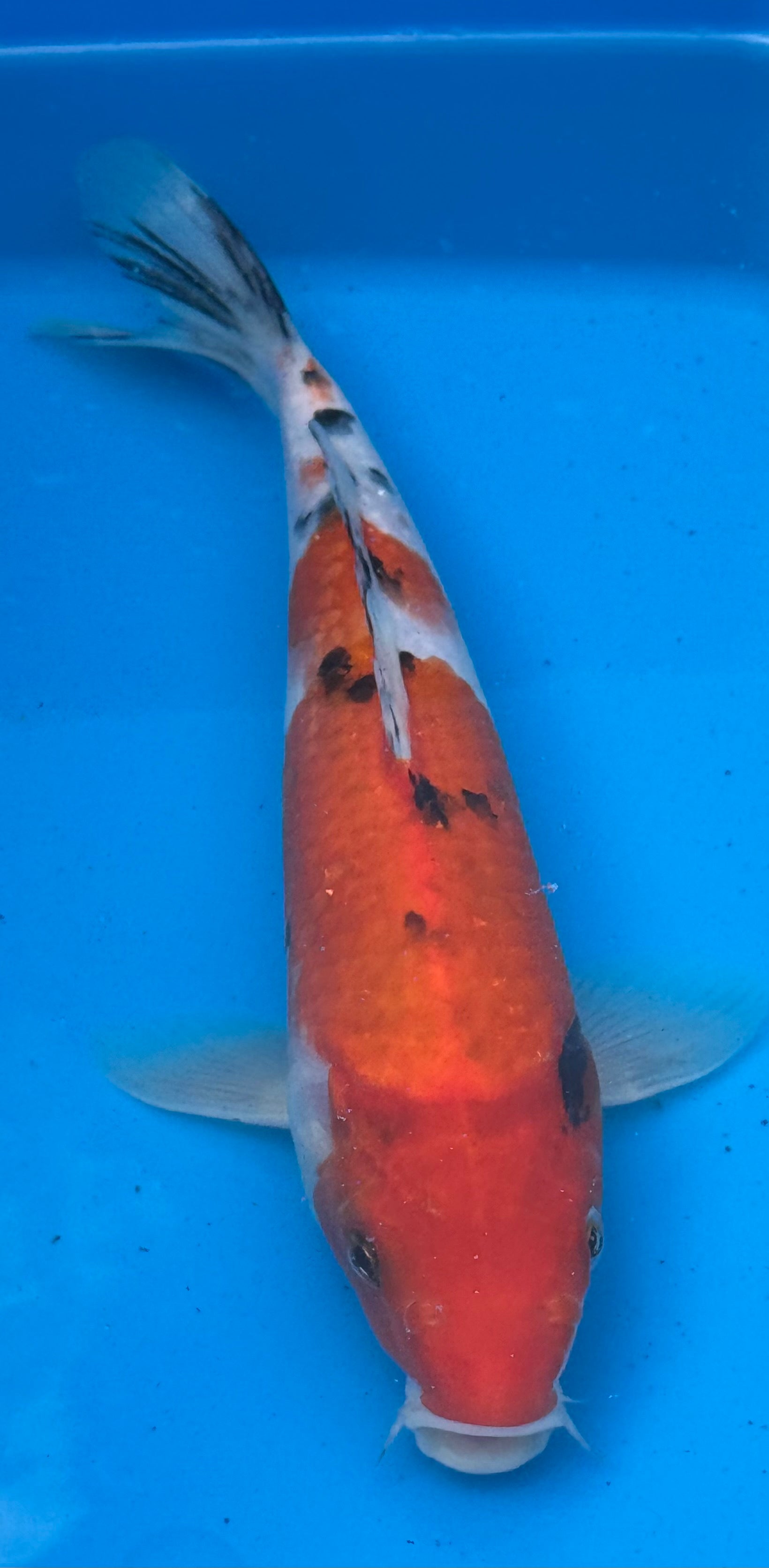 10"–12" Taisho Sanke Standard Fin Koi — Live Pond Fish [Premium Grade]